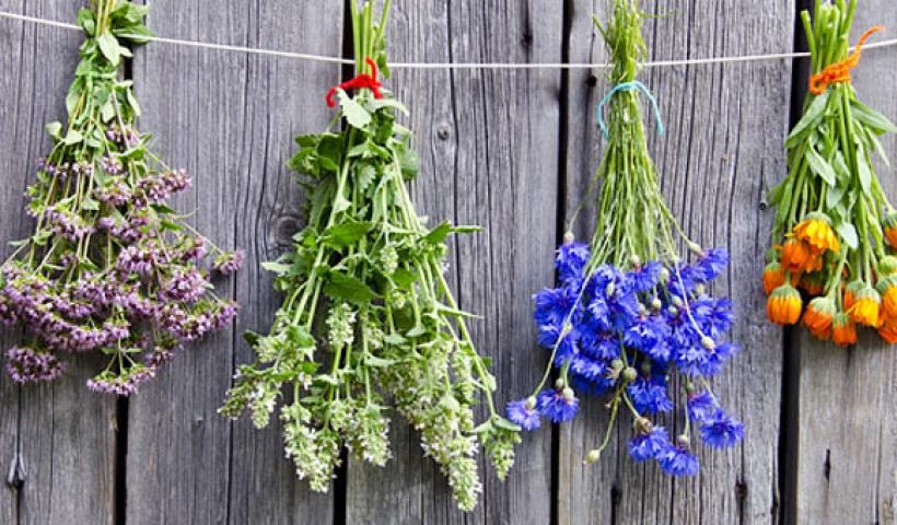 Ζήστε περισσότερο! Το μυστικό; Αυτό το βότανο